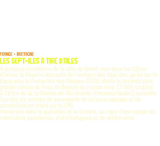  FRANCE • BRETAGNE Les Sept-Iles a tire d'ailes À quelques encablures de la côte de Granit rose dans les Côtes-d'Armor, la Réserve Naturelle de l’archipel des Sept-Iles, gérée par la Ligue pour la Protection des Oiseaux (LPO), abrite la seconde plus grande colonie de Fous de Bassan au monde avec 17 000 couples. À 15 km de là, la Station de l’Île-Grande (Pleumeur-Bodou) accueille l’un des six centres de sauvegarde de la faune sauvage et de sensibilisation créés par la LPO. Immersion dans le quotidien de la Station, au cœur d'une équipe de volontaires passionnés, d'ornithologues et de vétérinaires.