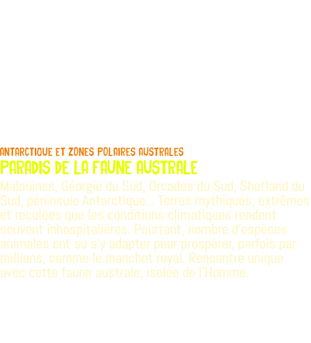  antarctique Et ZONES POLAIRES AUSTRALES PARADIS DE LA FAUNE AUSTRALE Malouines, Géorgie du Sud, Orcades du Sud, Shetland du Sud, péninsule Antarctique... Terres mythiques, extrêmes et reculées que les conditions climatiques rendent souvent inhospitalières. Pourtant, nombre d'espèces animales ont su s'y adapter pour prospérer, parfois par millions, comme le manchot royal. Rencontre unique avec cette faune australe, isolée de l'Homme.