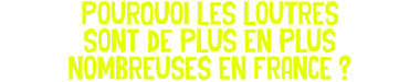 Pourquoi les loutres sont de plus en plus nombreuses en France ?