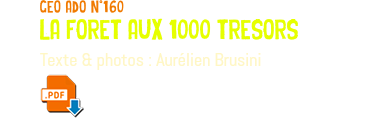 geo ado n°160 la foret aux 1000 tresors Texte & photos : Aurélien Brusini ﷯
