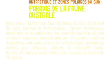 ﷯antarctique Et ZONES POLAIRES du sud PARADIS DE LA FAUNE AUSTRALE Malouines, Géorgie du Sud, Orcades du Sud, Shetland du Sud, péninsule Antarctique... Terres mythiques, extrêmes et reculées que les conditions climatiques rendent souvent inhospitalières. Pourtant, nombre d'espèces animales ont su s'y adapter pour prospérer, parfois par millions, comme le manchot royal. Rencontre unique avec cette faune australe, isolée de l'Homme.