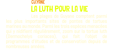 ﷯guyane la luth pour la vie Les plages de Guyane comptent parmi les plus importants sites de pontes de tortues marines au monde. Parmi les trois espèces menacées qui y nidifient régulièrement, zoom sur la tortue luth (Dermochelys coriacea), qui fait l'objet de programmes d'études et de conservation depuis de nombreuses années.