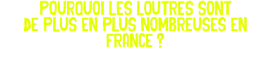 Pourquoi les loutres sont de plus en plus nombreuses en France ? 