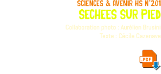 sciences & avenir hs n°201 sechees sur pied Collaboration photo : Aurélien Brusini Texte : Cécile Cazenave ﷯