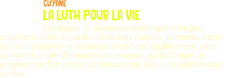 ﷯guyane la luth pour la vie Les plages de Guyane comptent parmi les plus importants sites de pontes de tortues marines au monde. Parmi les trois espèces menacées qui y nidifient régulièrement, zoom sur la tortue luth (Dermochelys coriacea), qui fait l'objet de programmes d'études et de conservation depuis de nombreuses années.