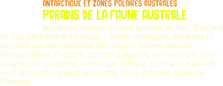 ﷯antarctique Et ZONES POLAIRES AUSTRALES PARADIS DE LA FAUNE AUSTRALE Malouines, Géorgie du Sud, Orcades du Sud, Shetland du Sud, péninsule Antarctique... Terres mythiques, extrêmes et reculées que les conditions climatiques rendent souvent inhospitalières. Pourtant, nombre d'espèces animales ont su s'y adapter pour prospérer, parfois par millions, comme le manchot royal. Rencontre unique avec cette faune australe, isolée de l'Homme.