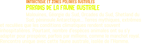 ﷯antarctique Et ZONES POLAIRES AUSTRALES PARADIS DE LA FAUNE AUSTRALE Malouines, Géorgie du Sud, Orcades du Sud, Shetland du Sud, péninsule Antarctique... Terres mythiques, extrêmes et reculées que les conditions climatiques rendent souvent inhospitalières. Pourtant, nombre d'espèces animales ont su s'y adapter pour prospérer, parfois par millions, comme le manchot royal. Rencontre unique avec cette faune australe, isolée de l'Homme.