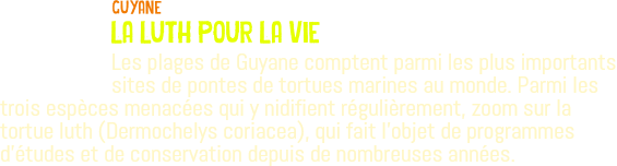 ﷯guyane la luth pour la vie Les plages de Guyane comptent parmi les plus importants sites de pontes de tortues marines au monde. Parmi les trois espèces menacées qui y nidifient régulièrement, zoom sur la tortue luth (Dermochelys coriacea), qui fait l'objet de programmes d'études et de conservation depuis de nombreuses années.