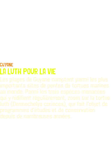  guyane la luth pour la vie Les plages de Guyane comptent parmi les plus importants sites de pontes de tortues marines au monde. Parmi les trois espèces menacées qui y nidifient régulièrement, zoom sur la tortue luth (Dermochelys coriacea), qui fait l'objet de programmes d'études et de conservation depuis de nombreuses années.